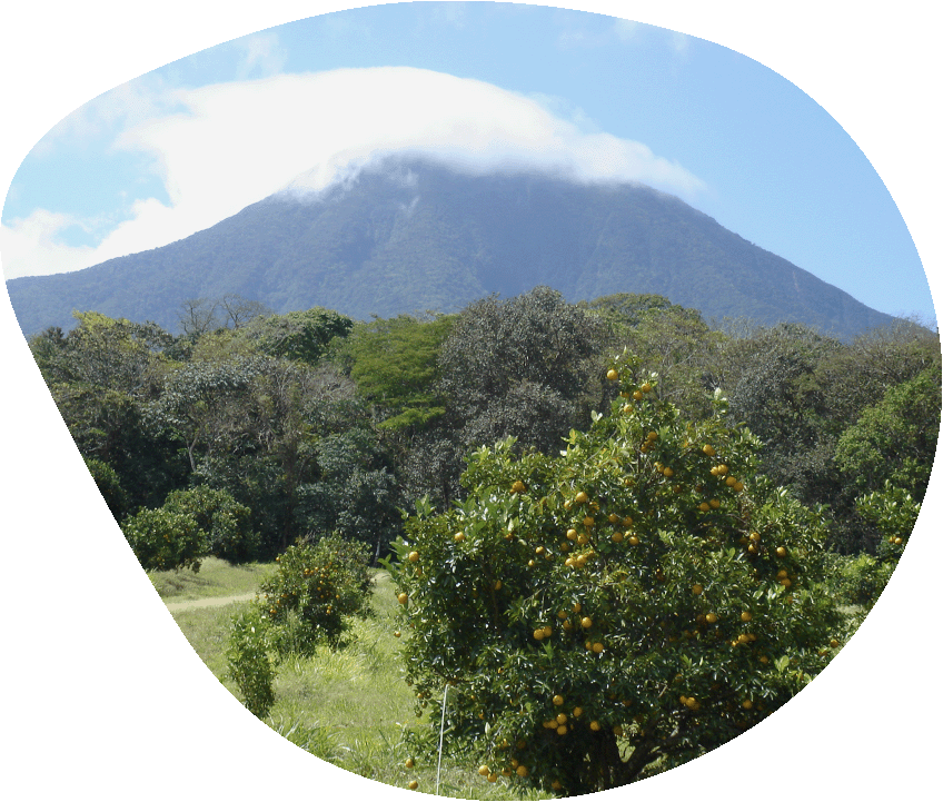 Image de présentation d'un volcan avec des orangers