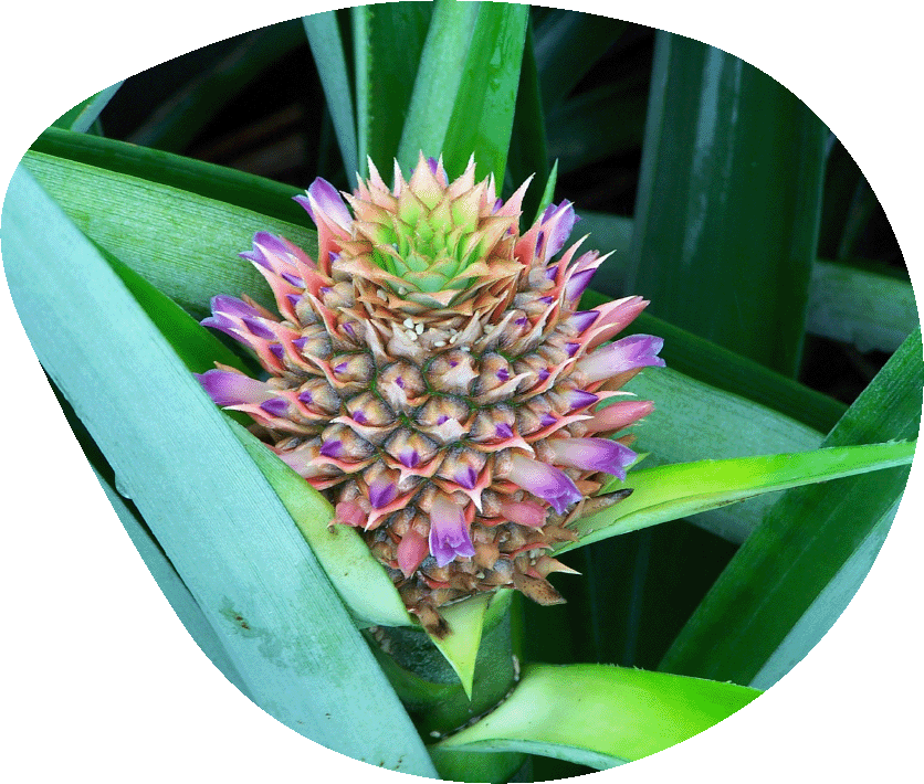 Image de présentation d'une fleur d'ananas